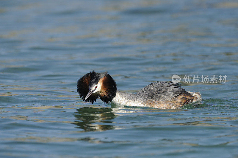 大山脊Grebe (Podiceps crista)